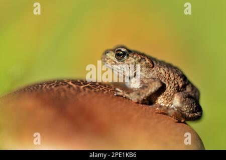 Crapaud (Bufo bufo) crapaud juvénile photographié chez des champignons, Berwickshire, Scottish Borders, Écosse, septembre 2007 Banque D'Images