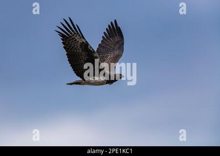 Un aigle martial est vu en vol dans le parc national de Hwange au Zimbabwe. Banque D'Images