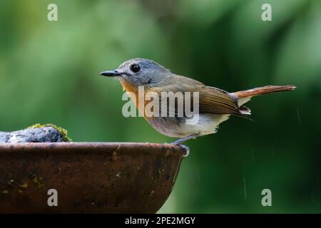 Plan rapproché du Blue Flycatcher de Tickell d'un bel oiseau Banque D'Images