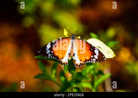 Danaus genutia genutia (tigre commun), papillon Banque D'Images