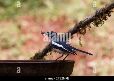 Magpie Robin dans l'habitat naturel sur le sol sur la branche d'arbre et dans le bain d'oiseau Banque D'Images