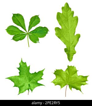 Ensemble de différentes feuilles vertes isolées sur blanc - chêne, châtaignier, érable, noyer Banque D'Images