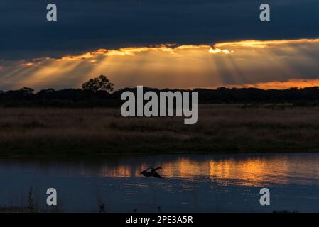 Une OIE égyptienne vole devant un coucher de soleil spectaculaire dans le parc national de Hwange, au Zimbabwe. Banque D'Images