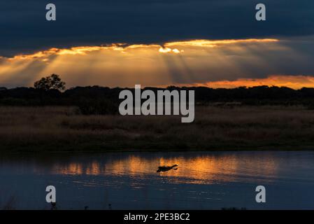 Une OIE égyptienne vole devant un coucher de soleil spectaculaire dans le parc national de Hwange, au Zimbabwe. Banque D'Images