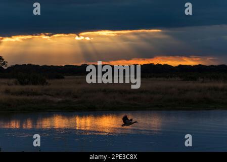 Une OIE égyptienne vole devant un coucher de soleil spectaculaire dans le parc national de Hwange, au Zimbabwe. Banque D'Images