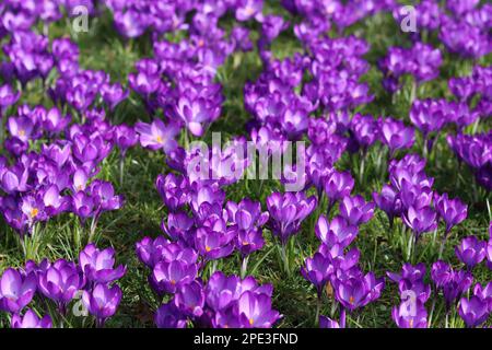 Gros plan de crocuses violet vif dans un jardin au soleil de printemps Banque D'Images