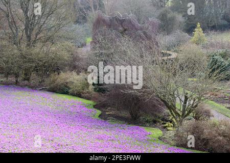 Masses de crocus violet vif dans un jardin au soleil de printemps Banque D'Images
