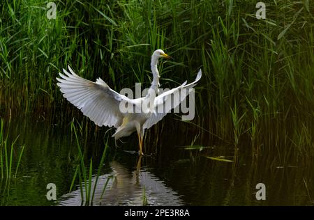 Une grande aigrette blanche avec des ailes étirées Banque D'Images