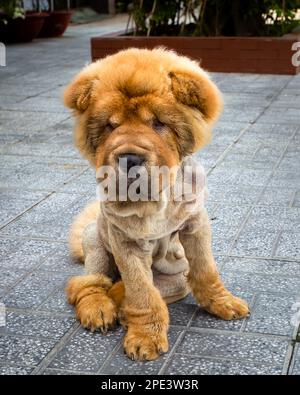 Un Shar Pei de manteau d'ours, un type de chien de Shar Pei chinois, se trouve sur la chaussée à long Xuyen, Vietnam. Banque D'Images