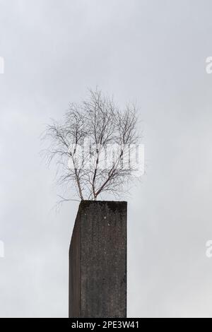 Espèce pionnière betula pendula (bouleau argenté) poussant dans un pilier en béton - Royaume-Uni Banque D'Images