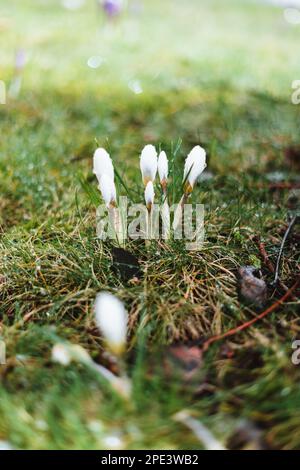 Crocus blanc avec gouttes de pluie au printemps Banque D'Images