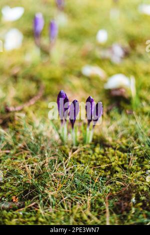 Crocus pourpre avec gouttes de pluie au printemps Banque D'Images