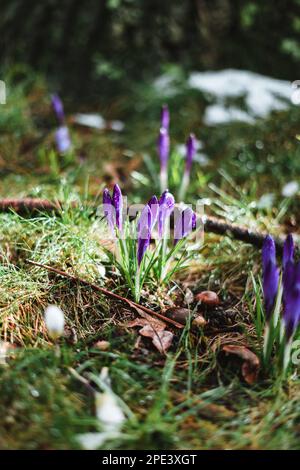 Crocus pourpre avec gouttes de pluie au printemps Banque D'Images