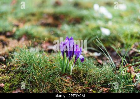 Crocus pourpre avec gouttes de pluie au printemps Banque D'Images