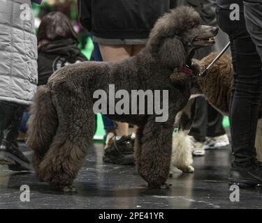 Un caniche marron standard au spectacle de chiens Crufts Banque D'Images