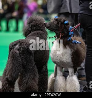 Une pirole de couleur partielle et marron standard au spectacle de chiens Crufts Banque D'Images