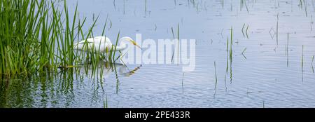 Une grande chasse à l'aigrette blanche pour le poisson Banque D'Images