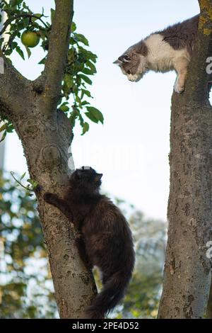 Deux chats astucieux grimpent un arbre et descendent de l'arbre. Deux chats sur l'arbre sur un fond naturel. Banque D'Images