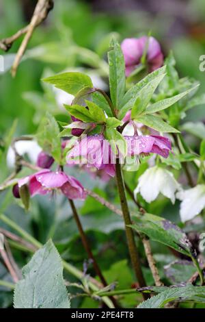 Lenten Rose (Helleborus orientalis) Banque D'Images