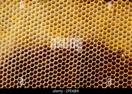 Texture de fond et le motif d'une section de la cire d'abeilles une ruche pleine de miel doré dans une vue plein cadre. Banque D'Images