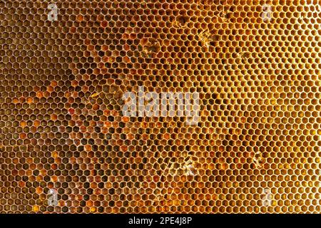 Texture de fond et le motif d'une section de la cire d'abeilles une ruche pleine de miel doré dans une vue plein cadre. Banque D'Images