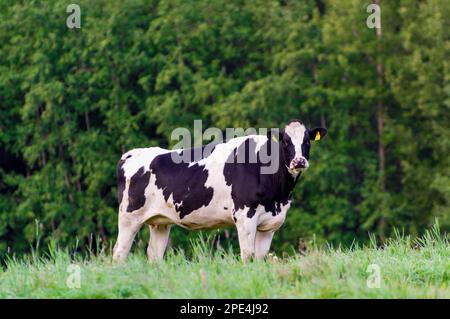 Holstein bétail de la frise. Une vache noire et blanche se grise sur un pâturage vert. Banque D'Images