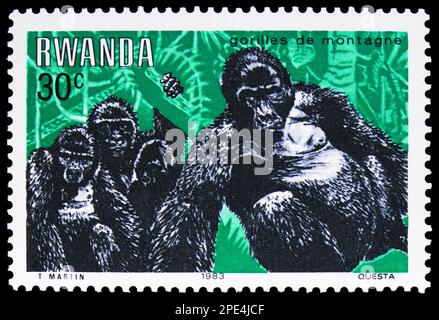 MOSCOU, RUSSIE - 17 FÉVRIER 2023 : timbre-poste imprimé au Rwanda montre la Gorilla de montagne (Gorilla beringei beringei), série de gorilles de montagne, vers Banque D'Images