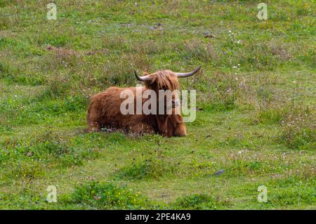 La vache Highland dans un champ. Bétail des Highlands. Une vache poilue brune qui se trouve sur un pâturage naturel parmi les fleurs. Prairie verte. Vache à cornes. Banque D'Images