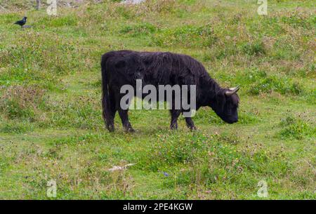 La vache Highland dans un champ. Bétail des Highlands. Une vache poilue noire paître sur un pâturage naturel parmi les fleurs. Prairie verte. Vache à cornes. Banque D'Images