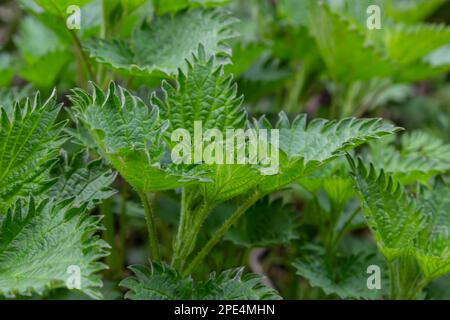 Bush, de picotements-orties. Feuilles d'orties. Vue d'en haut. Motif botanique. Verdure d'ortie commune. Banque D'Images