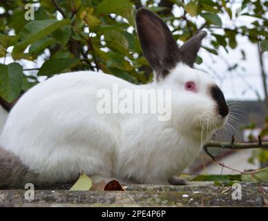 Un lapin adulte de la race californienne Banque D'Images