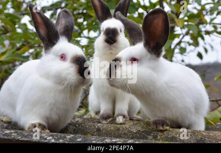 Un lapin adulte de la race californienne Banque D'Images