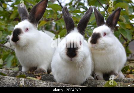 Un lapin adulte de la race californienne Banque D'Images