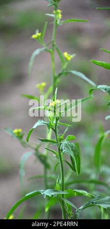 Dans la nature, sisymbrium officinale pousse comme une mauvaise herbe Banque D'Images