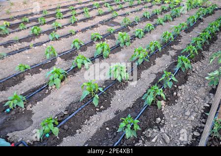 L'irrigation goutte à goutte est utilisée pour cultiver des légumes dans le sol organique Banque D'Images