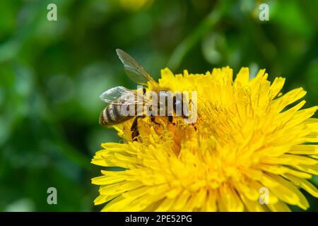 Gros plan de la femelle de l'abeille minière à pattes jaunes, Andrena flavipes sur une fleur jaune de pissenlit , Taraxacum officinale. Banque D'Images