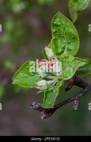 Boutons de fleurs de rose et de blanc frais de l'arbre de la pomme Discovery, Malus domestica, qui fleurit au printemps. Banque D'Images