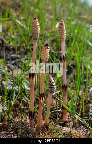 L'Equisetum arvense, l'horsetail de terrain ou l'horsetail commun, est une plante herbacée vivace de la famille des Equisetaceae. Plante d'horsetail Equisetum arv Banque D'Images