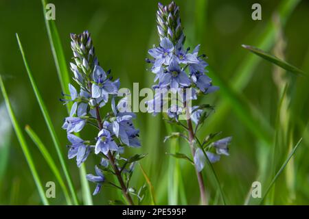 Au printemps, Veronica prostrata fleurit dans la nature parmi les graminées. Banque D'Images