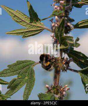 le bourdon recueille le nectar sur les fleurs sauvages. Arrière-plan flou. Été Banque D'Images