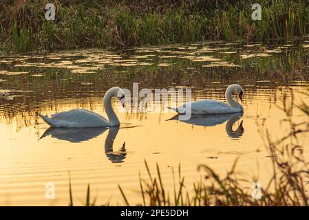 une paire de cygnes naviguent le long d'une rivière calme, le coucher de soleil en arrière-plan, les cygnes regardent amoureux Banque D'Images