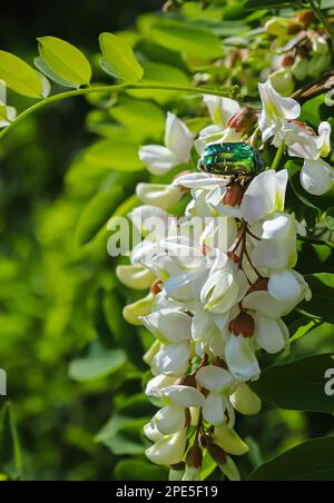 le coléoptère sur les fleurs d'acacia blanc se ferme sur un fond vert Banque D'Images