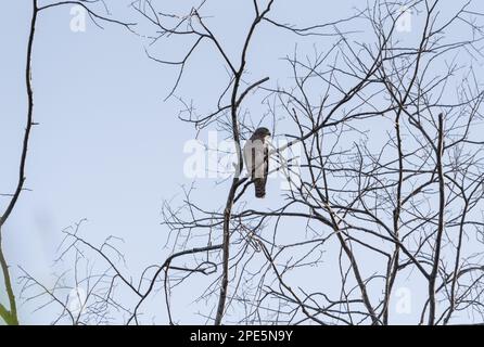 La buse de bord de route (Rupornis magirostris) perchée dans un arbre, État du Chiapas, Mexique Banque D'Images