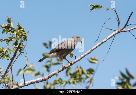 La buse de bord de route (Rupornis magirostris) perchée dans un arbre, État du Chiapas, Mexique Banque D'Images