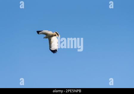 Flying White Hawk (Pseudastur albicollis) dans l'État du Chiapas, au Mexique Banque D'Images