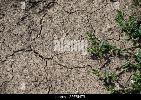 Terre fissurée et herbe verte. Texture du sol séché. Banque D'Images