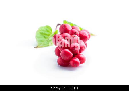 Schisandra chinensis plante médicinale avec feuille isolée sur blanc Banque D'Images