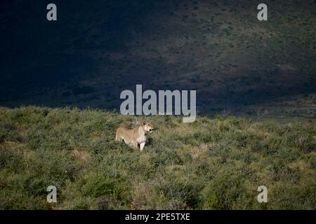 Lion africain dans le parc national de Karoo, Beaufort Ouest, Afrique du Sud Banque D'Images