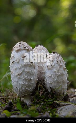 Champignons de la forêt dans l'herbe. Cueillette de champignons poussant sur une souche d'arbre ancien dans la forêt. Banque D'Images