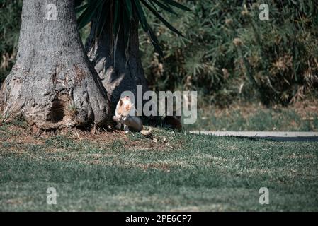 Petit grec sans abri White Red Kitten laver et Basking au soleil, second Chat est assis à l'ombre. Moraitika, Corfou. Banque D'Images